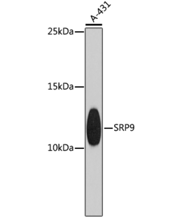 SRP9 Rabbit Polyclonal Antibody
