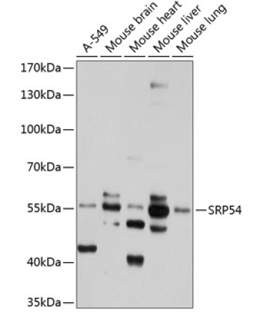 SRP54 Rabbit Polyclonal Antibody