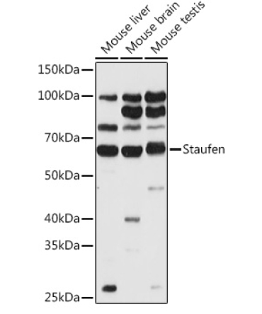 Staufen Rabbit Polyclonal Antibody