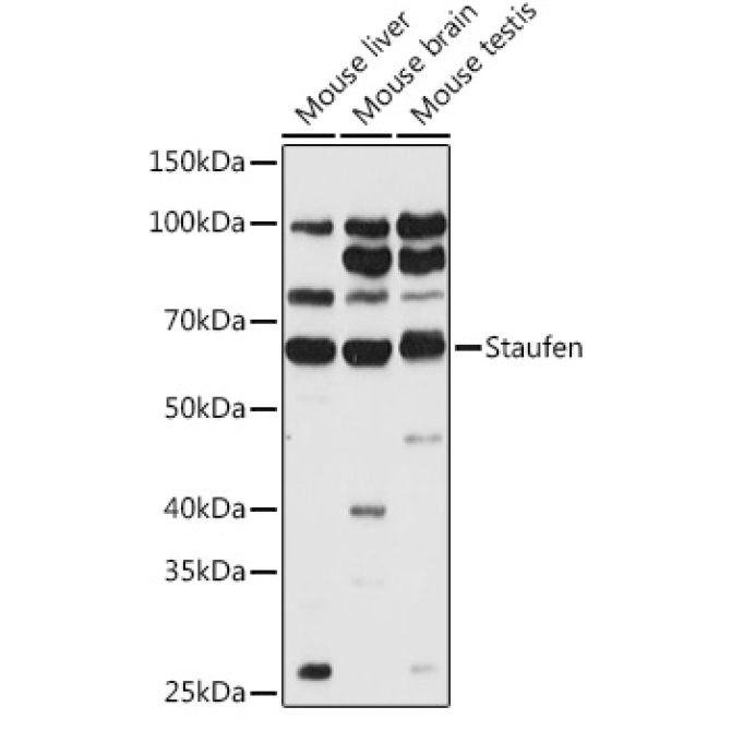 Staufen Rabbit Polyclonal Antibody