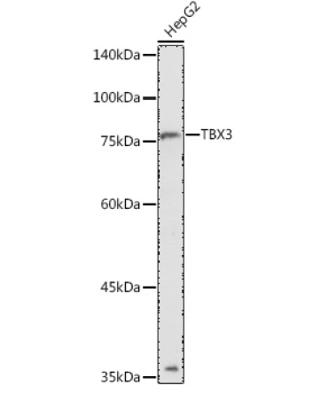 TBX3 Rabbit Polyclonal Antibody