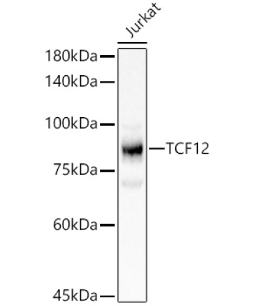 TCF12 Rabbit Polyclonal Antibody