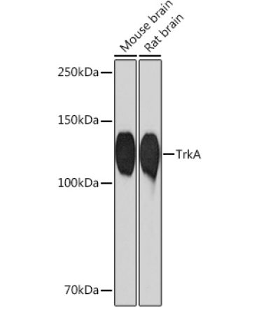 TrkA Rabbit Monoclonal Antibody