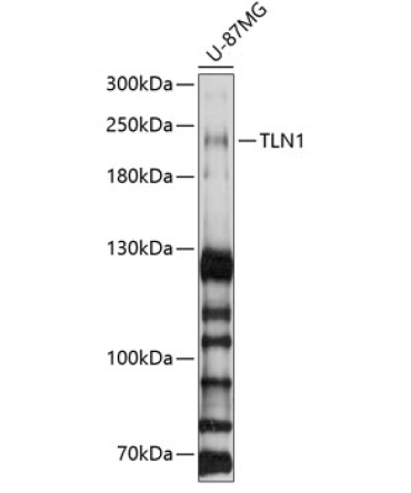 TLN1 Rabbit Polyclonal Antibody