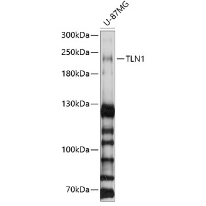 TLN1 Rabbit Polyclonal Antibody