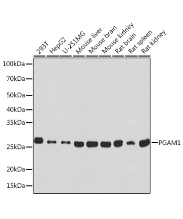 PGAM1 Rabbit Monoclonal Antibody