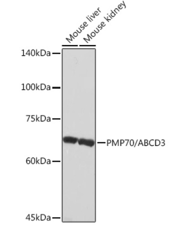 PMP70/ABCD3 Rabbit Monoclonal Antibody