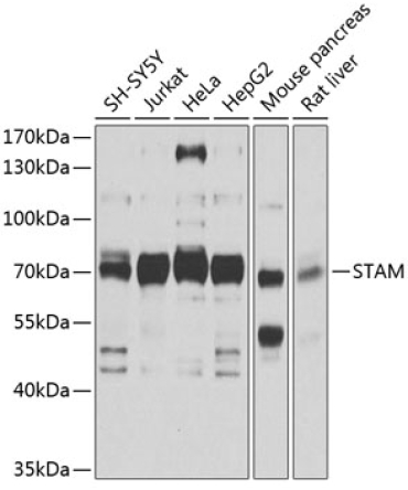 STAM Rabbit Polyclonal Antibody