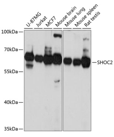 SHOC2 Rabbit Polyclonal Antibody