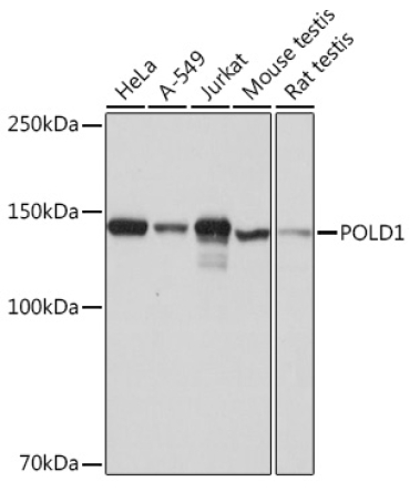 POLD1 Rabbit Monoclonal Antibody