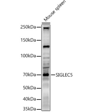 SIGLEC5 Rabbit Polyclonal Antibody