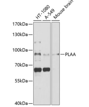 PLAA Rabbit Polyclonal Antibody