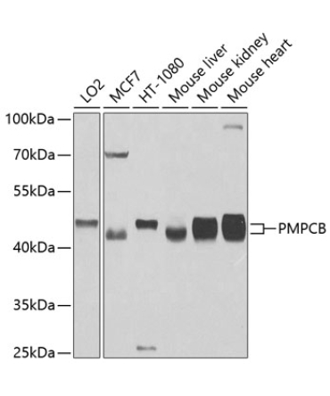 PMPCB Rabbit Polyclonal Antibody
