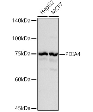 PDIA4 Rabbit Polyclonal Antibody