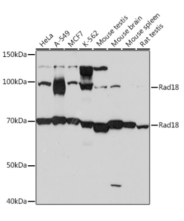 Rad18 Rabbit Monoclonal Antibody