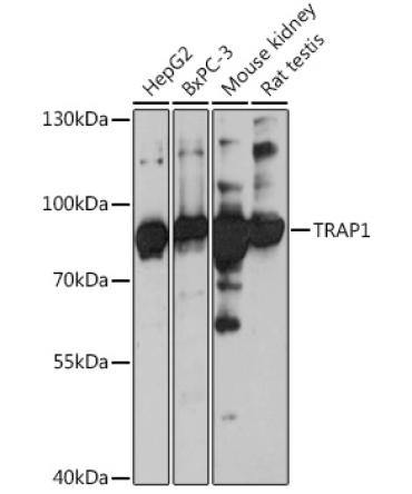 TRAP1 Rabbit Polyclonal Antibody
