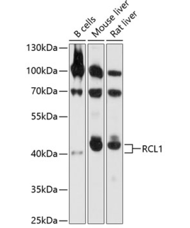 RCL1 Rabbit Polyclonal Antibody