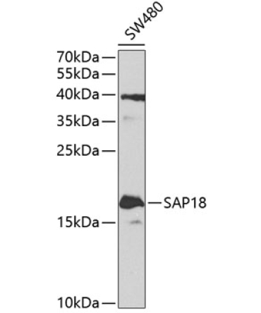 SAP18 Rabbit Polyclonal Antibody