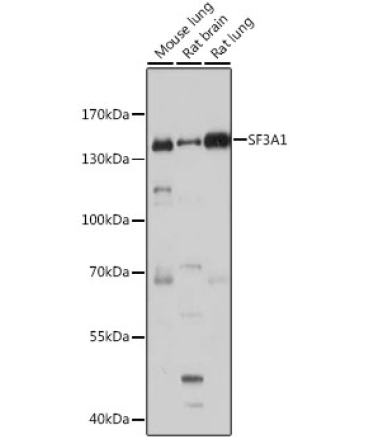 SF3A1 Rabbit Polyclonal Antibody