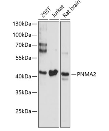 PNMA2 Rabbit Polyclonal Antibody