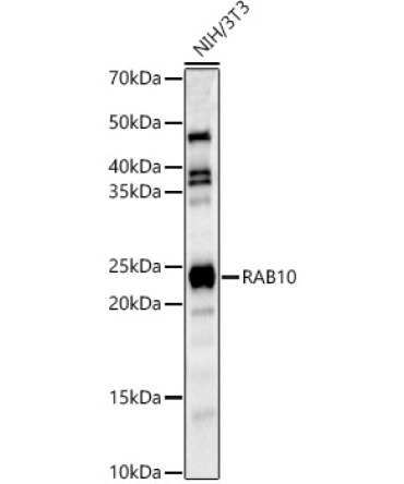 RAB10 Rabbit Polyclonal Antibody