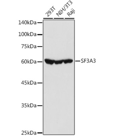 SF3A3 Rabbit Polyclonal Antibody