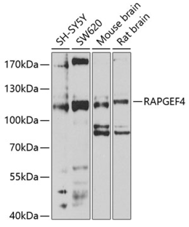 RAPGEF4 Rabbit Polyclonal Antibody