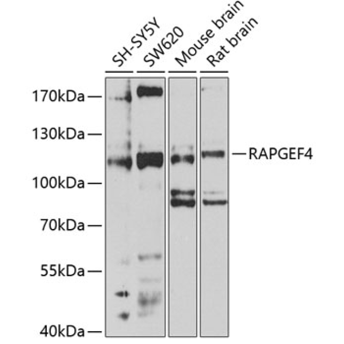 RAPGEF4 Rabbit Polyclonal Antibody