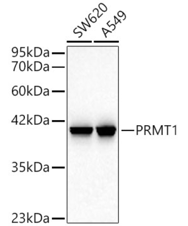PRMT1 Rabbit Monoclonal Antibody