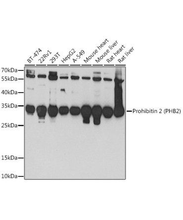 Prohibitin 2 (PHB2) Rabbit Polyclonal Antibody