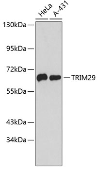 TRIM29 Rabbit Polyclonal Antibody