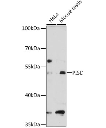 PISD Rabbit Polyclonal Antibody