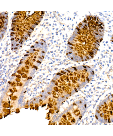 TFF3 Rabbit Monoclonal Antibody