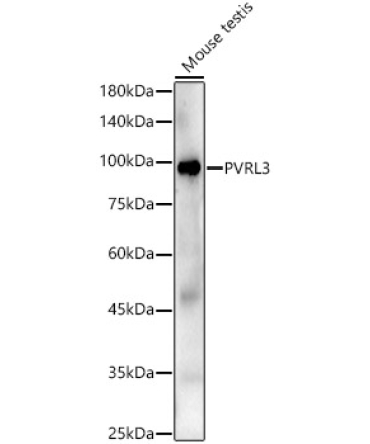 PVRL3 Rabbit Polyclonal Antibody