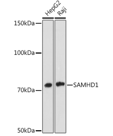 SAMHD1 Rabbit Monoclonal Antibody