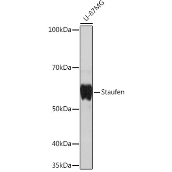 Staufen Rabbit Monoclonal Antibody