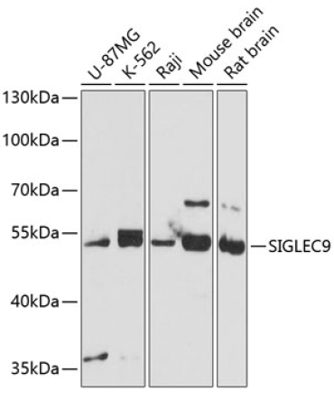 SIGLEC9 Rabbit Polyclonal Antibody