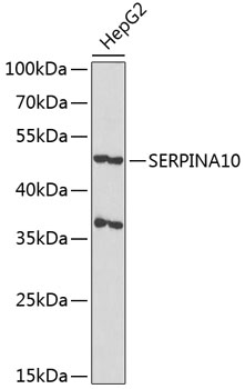 SERPINA10 Rabbit Polyclonal Antibody