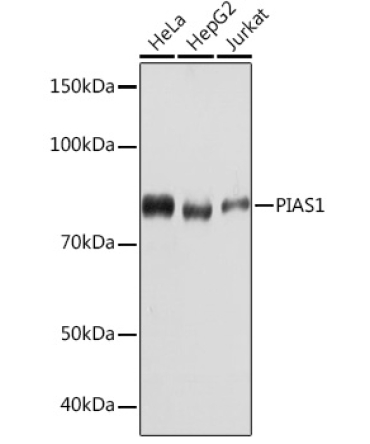 PIAS1 Rabbit Monoclonal Antibody