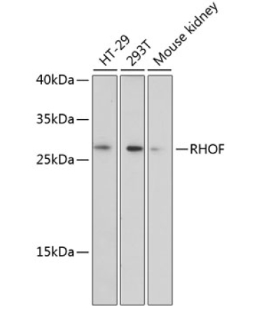 RHOF Rabbit Polyclonal Antibody