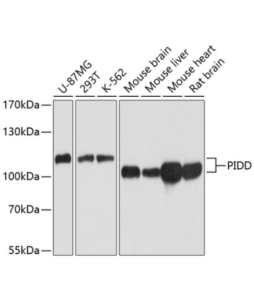 PIDD Rabbit Polyclonal Antibody