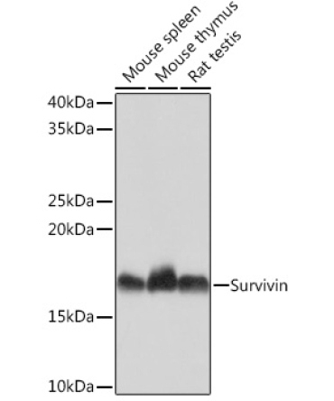 Survivin Rabbit Monoclonal Antibody