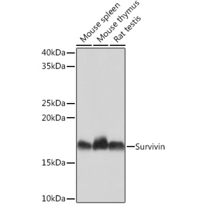 Survivin Rabbit Monoclonal Antibody