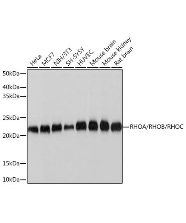 RHOA/RHOB/RHOC Rabbit Monoclonal Antibody