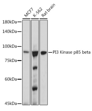 PI3 Kinase p85 beta Rabbit Monoclonal Antibody