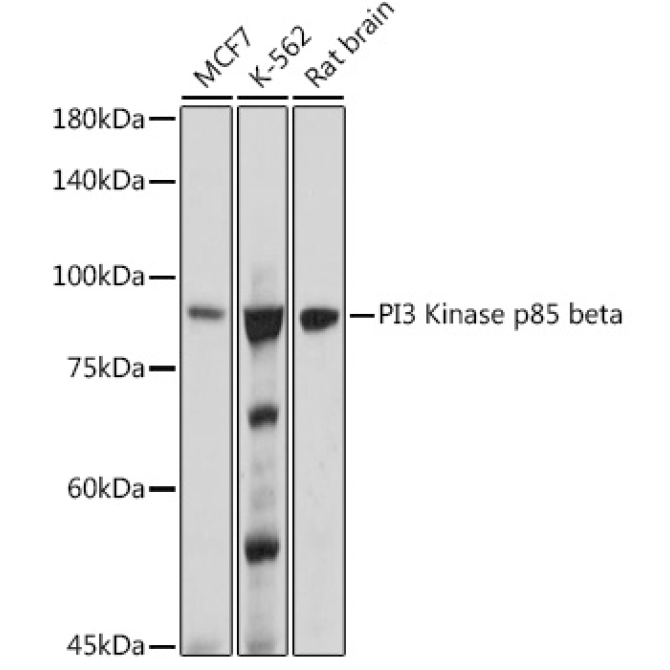 PI3 Kinase p85 beta Rabbit Monoclonal Antibody