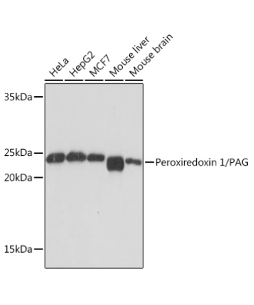 Peroxiredoxin 1/PAG Rabbit Monoclonal Antibody