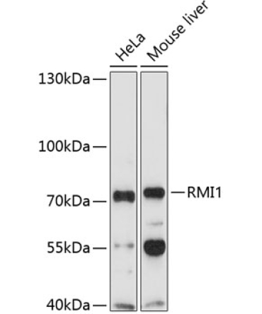 RMI1 Rabbit Polyclonal Antibody