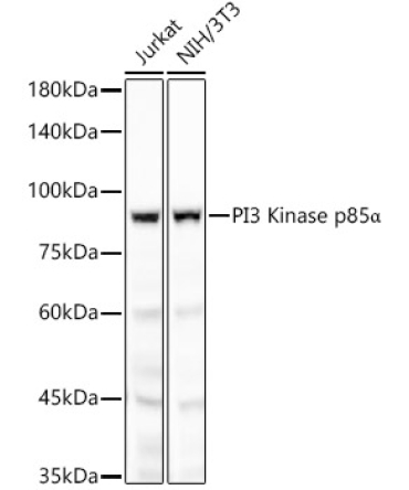 PI3 Kinase p85 alpha Rabbit Monoclonal Antibody