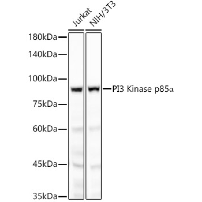 PI3 Kinase p85 alpha Rabbit Monoclonal Antibody